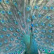 Green Peafowl