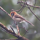 Paradoxornis fléché