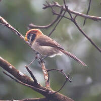 Paradoxornis fléché