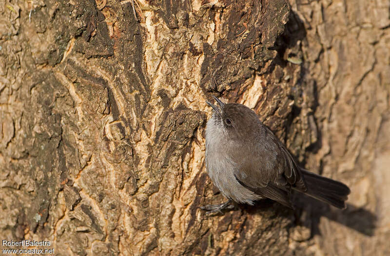 Brown Parisomaadult