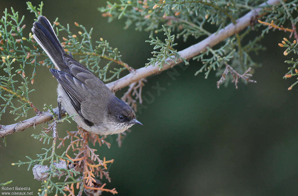 Brown Parisomaadult, identification