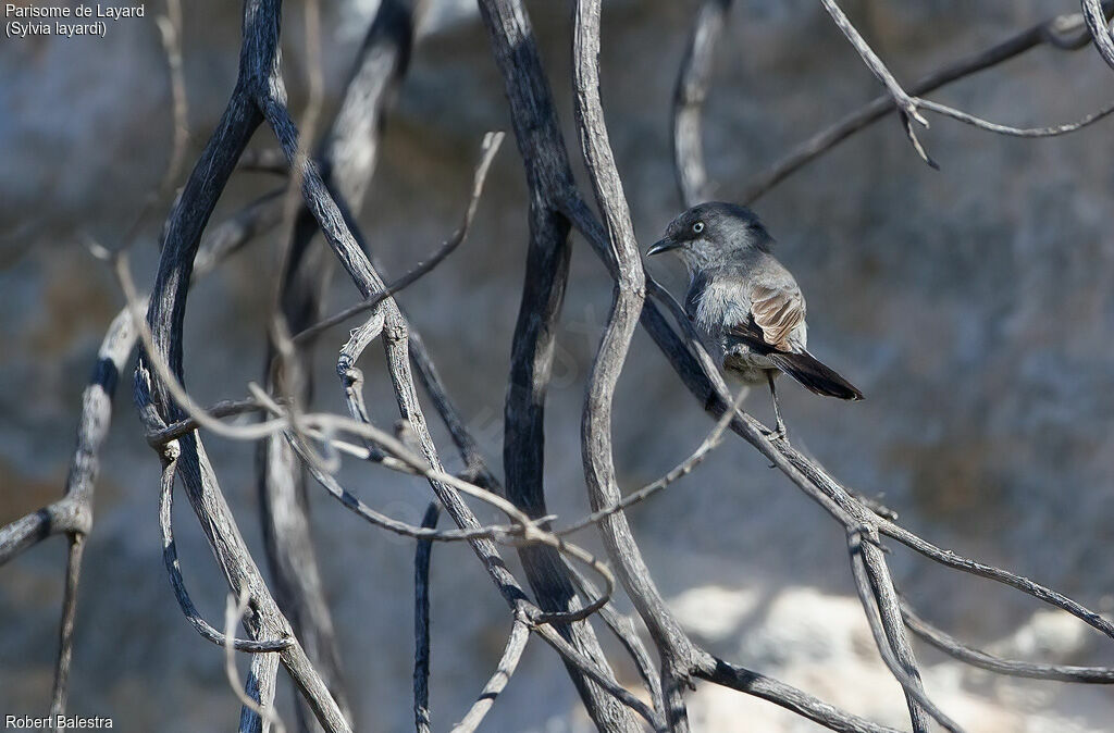 Layard's Warbler