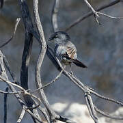 Layard's Warbler