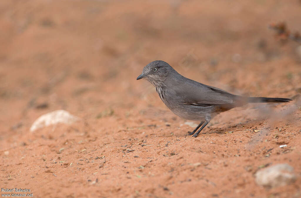 Parisome grignette, identification