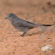 Chestnut-vented Warbler