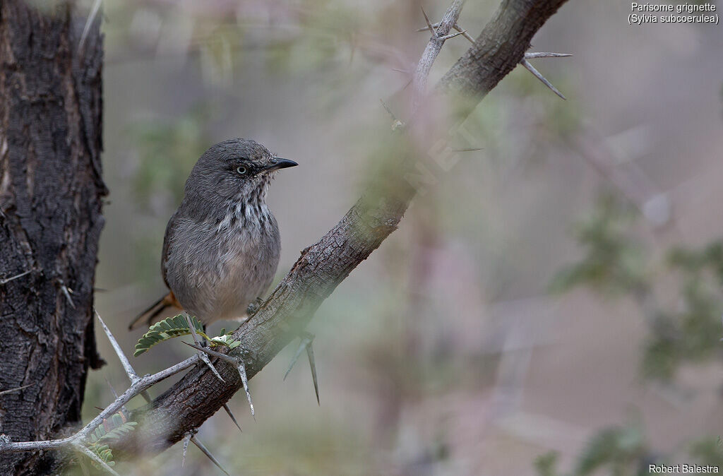 Chestnut-vented Warbler