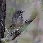 Chestnut-vented Warbler