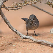 Chestnut-vented Warbler