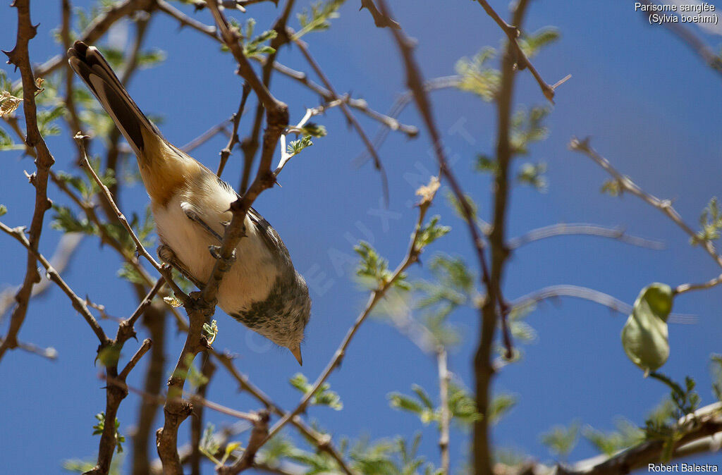 Banded Parisoma