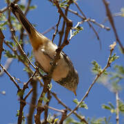 Banded Parisoma