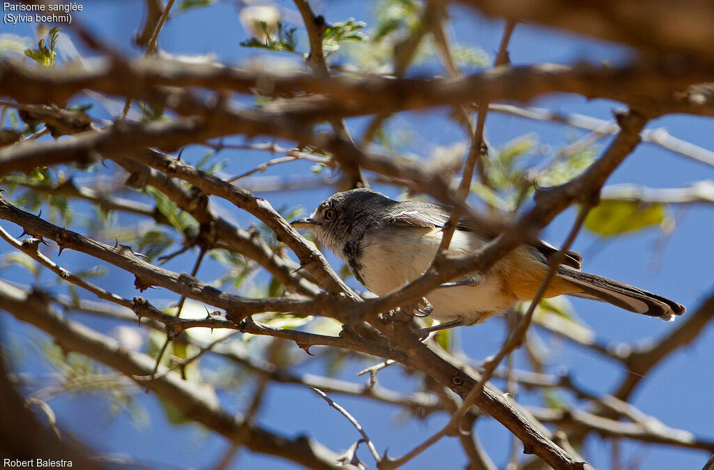 Banded Parisomaadult, identification