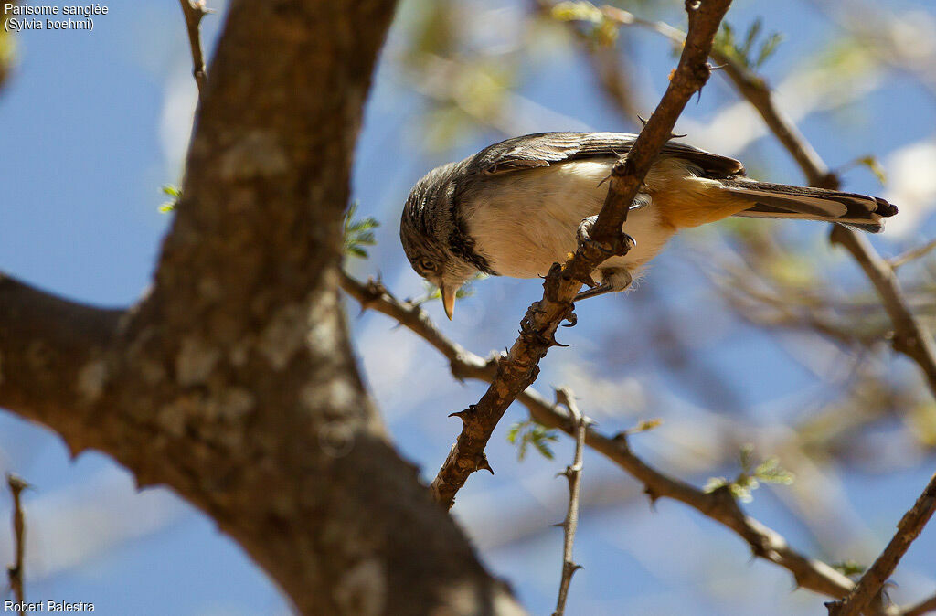 Banded Parisoma