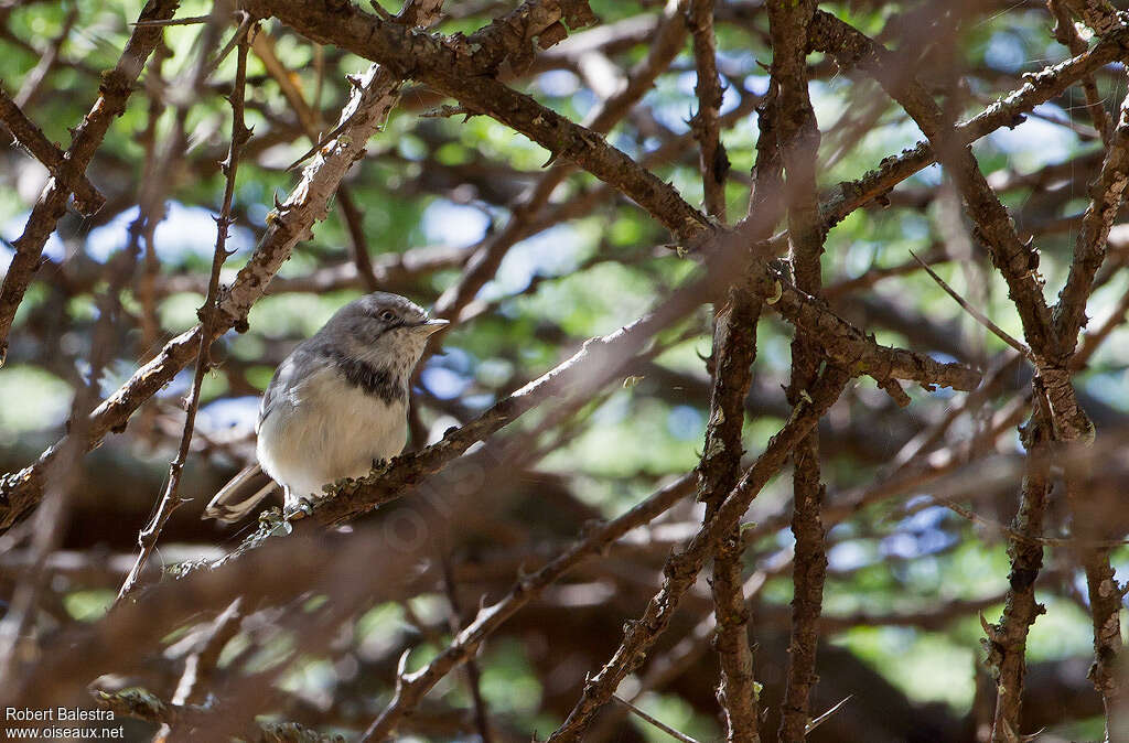 Banded Parisomaadult, habitat