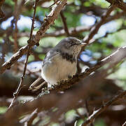 Banded Parisoma