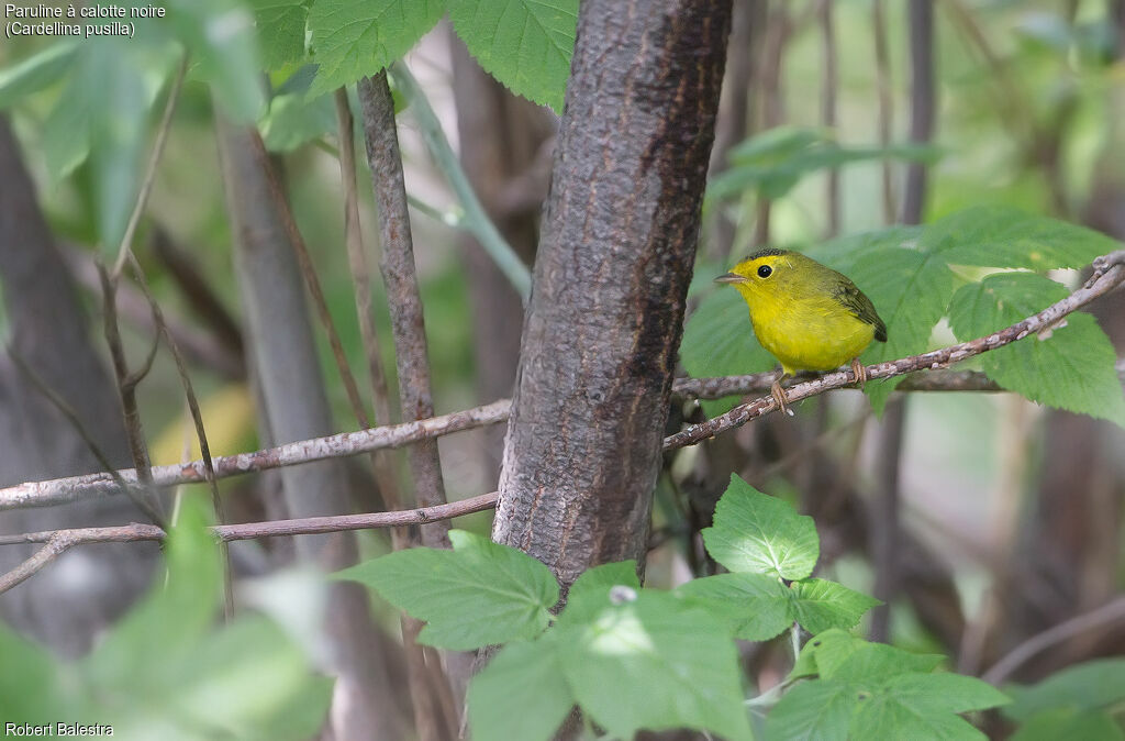 Wilson's Warbler