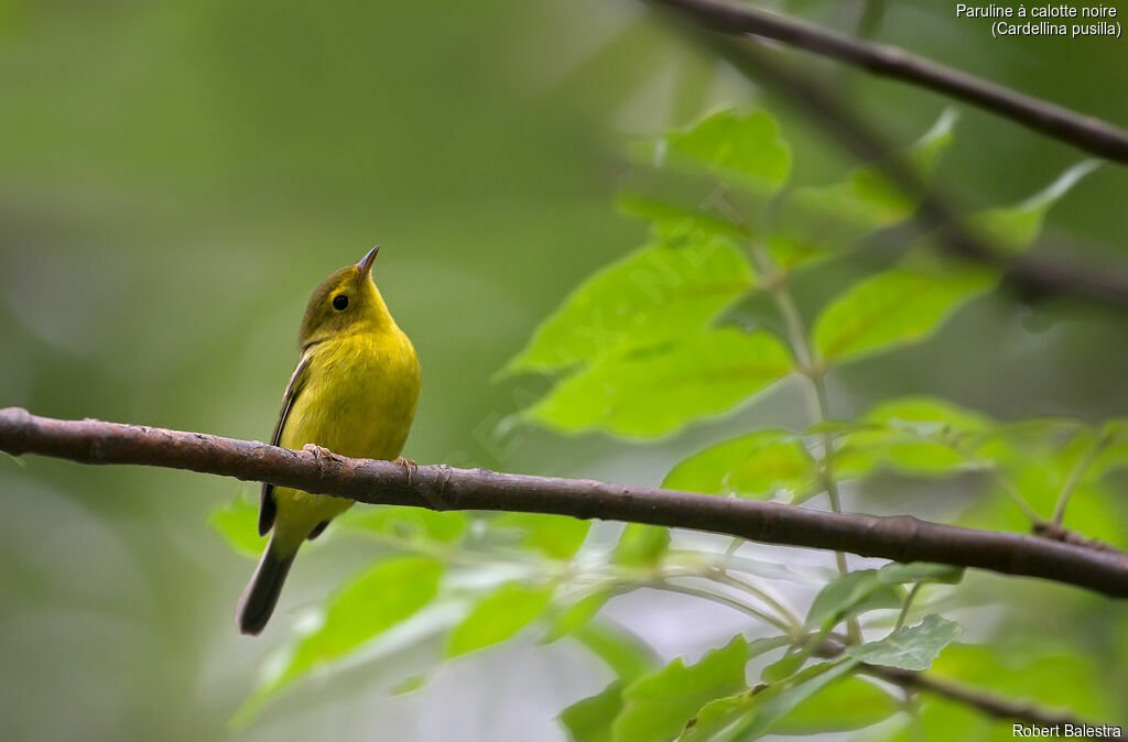 Wilson's Warblerjuvenile, identification