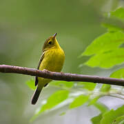 Wilson's Warbler