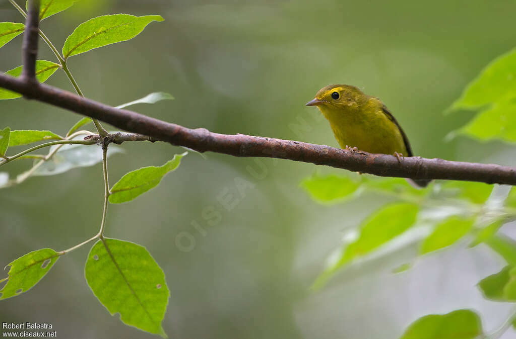 Wilson's Warblerjuvenile, identification