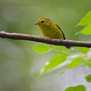 Wilson's Warbler