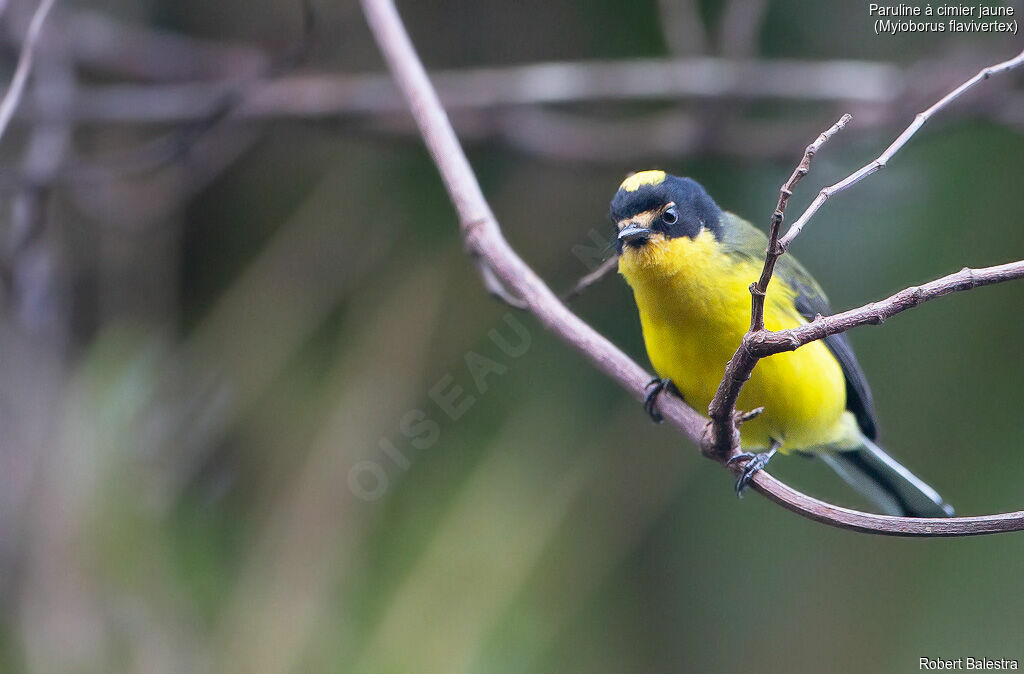 Paruline à cimier jaune