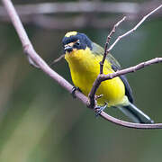 Yellow-crowned Whitestart