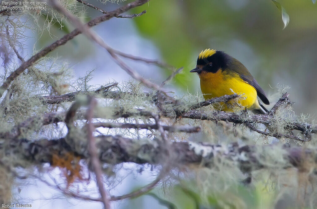 Paruline à cimier jaune