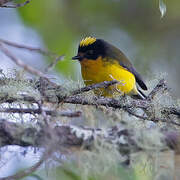 Yellow-crowned Whitestart