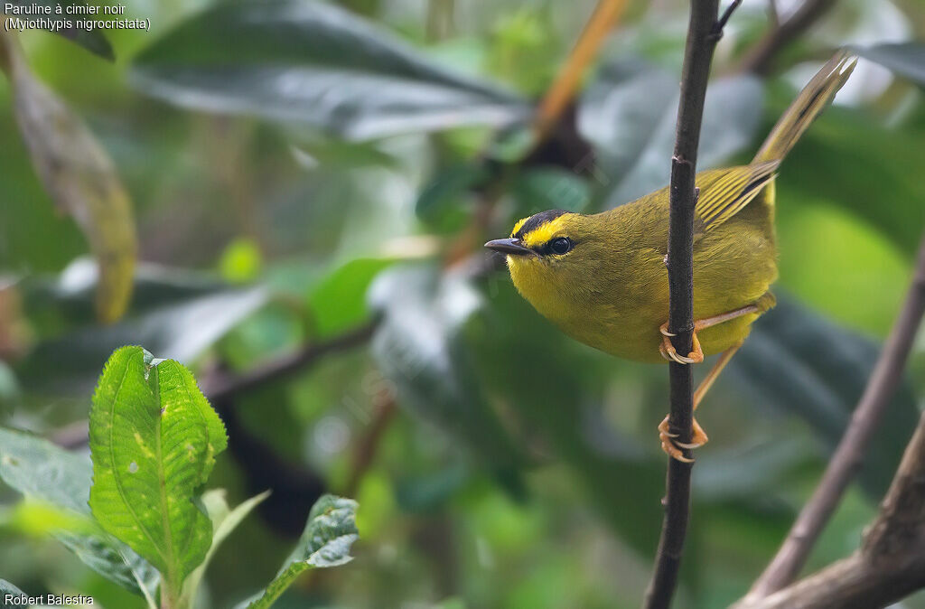 Black-crested Warbler