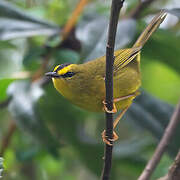 Black-crested Warbler