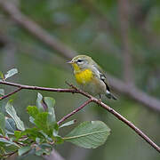 Northern Parula