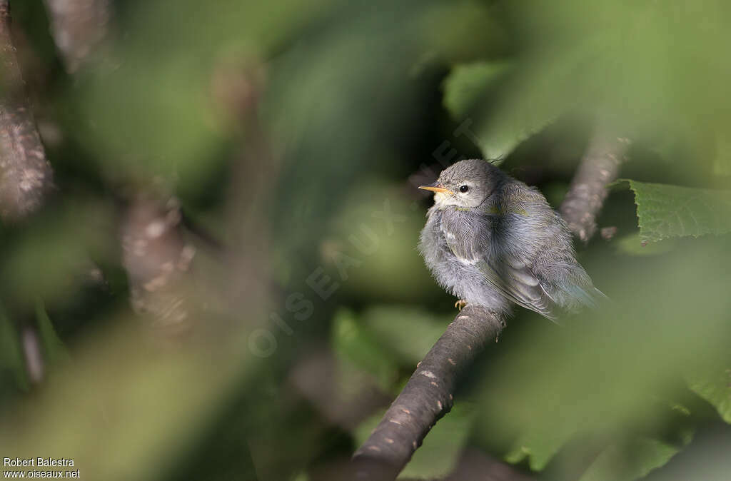 Northern Parulajuvenile, identification