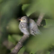 Northern Parula