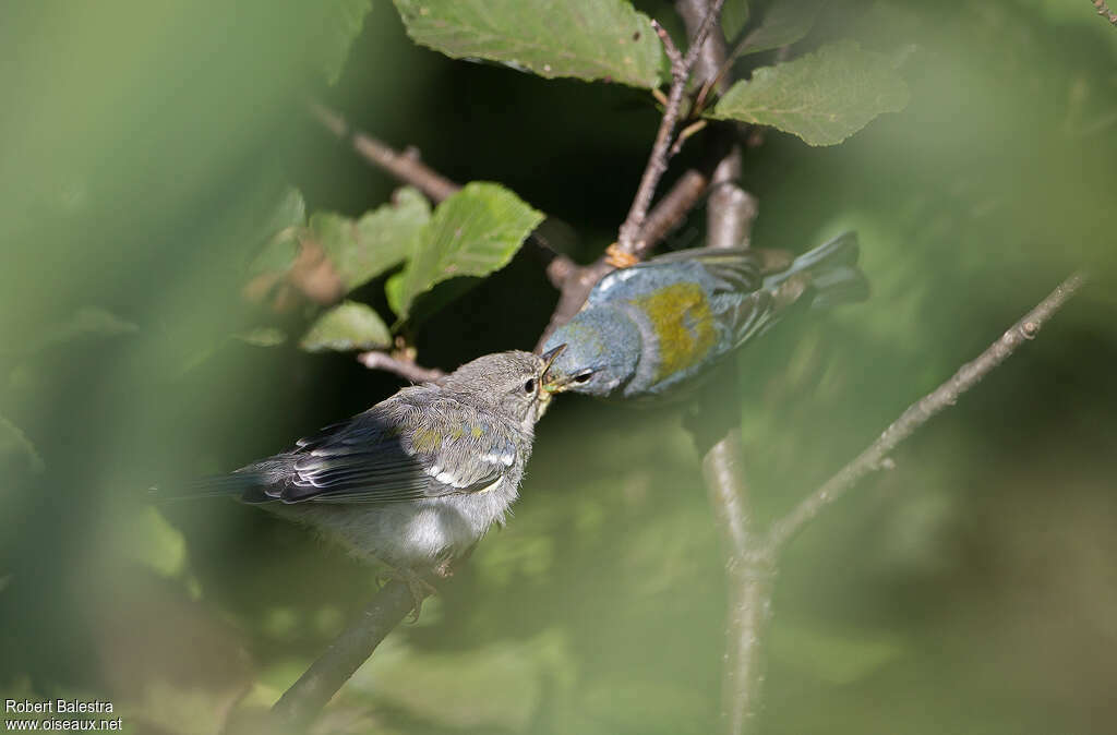 Paruline à collier, mange, Nidification