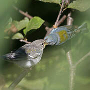 Northern Parula