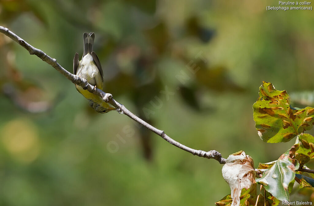 Paruline à collier