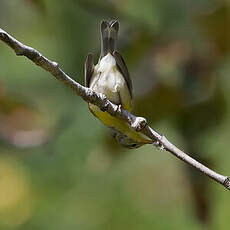 Paruline à collier