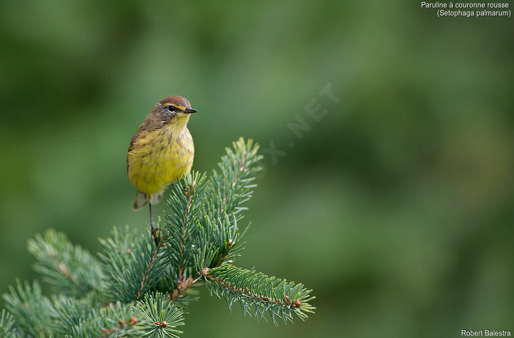 Paruline à couronne rousse