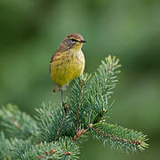 Palm Warbler