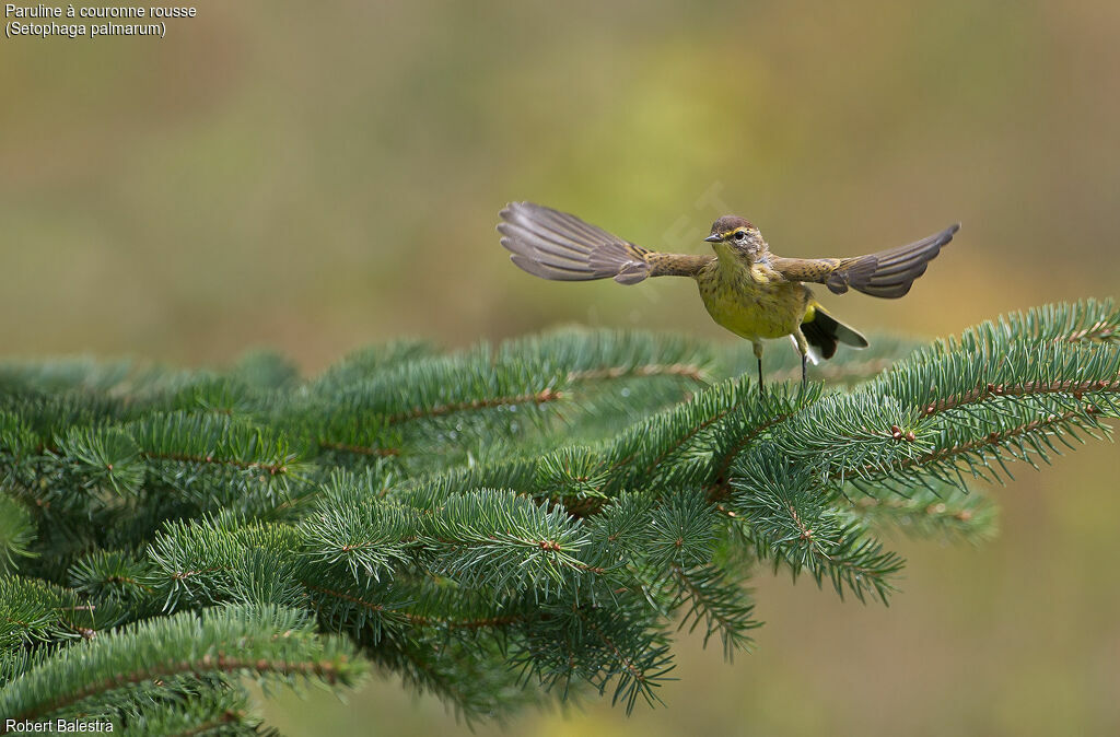 Palm Warbler