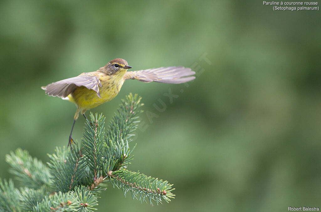 Palm Warbler