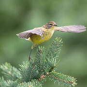 Palm Warbler