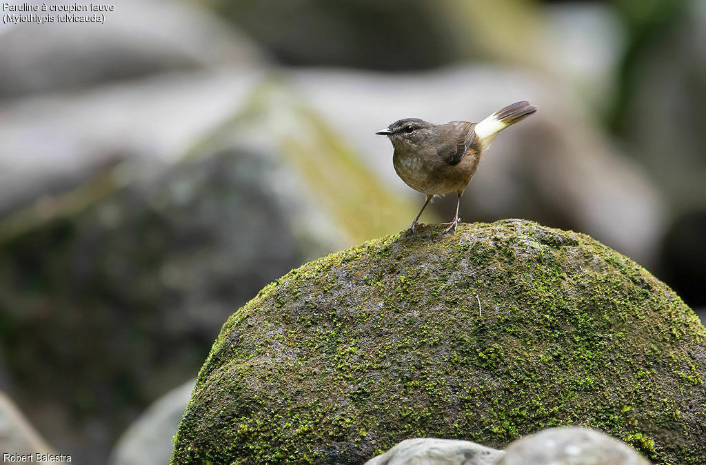 Buff-rumped Warbler