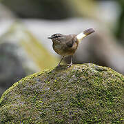 Buff-rumped Warbler