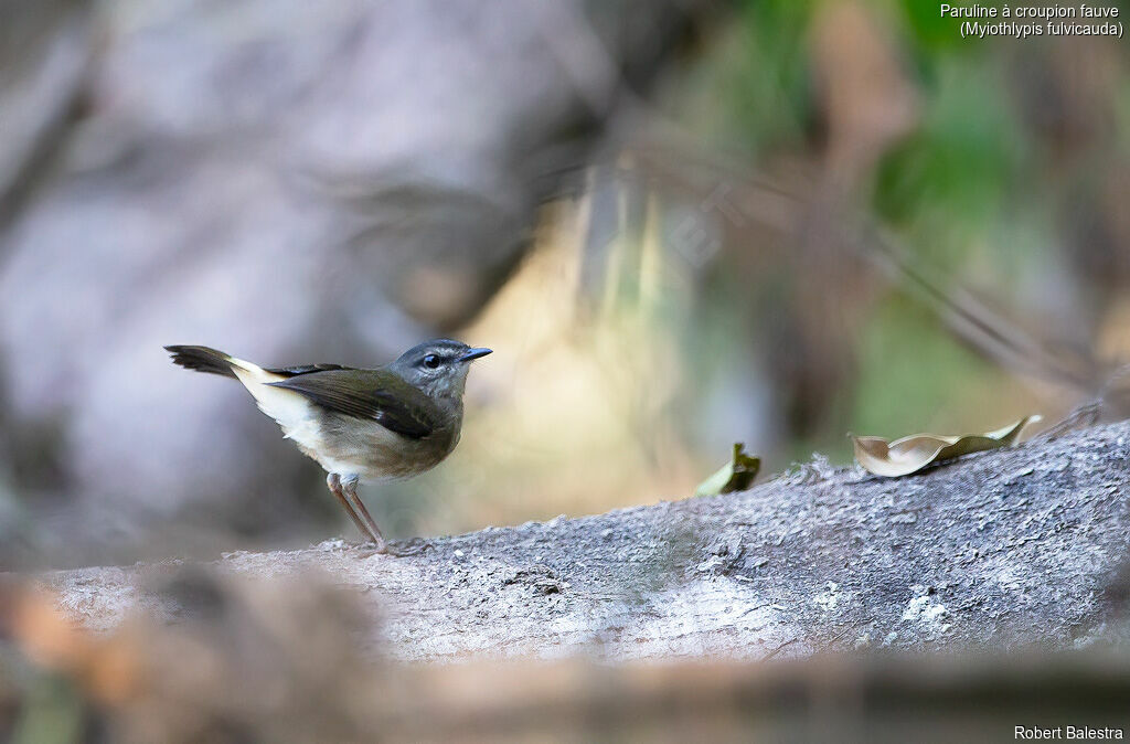 Buff-rumped Warbler