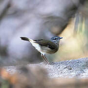 Buff-rumped Warbler