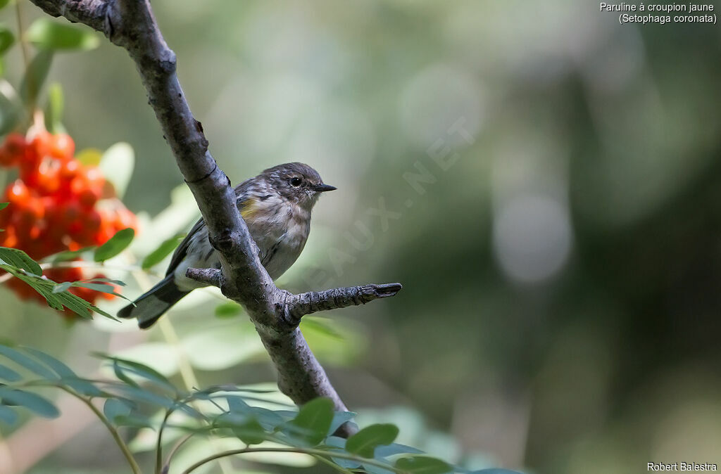 Myrtle Warbler