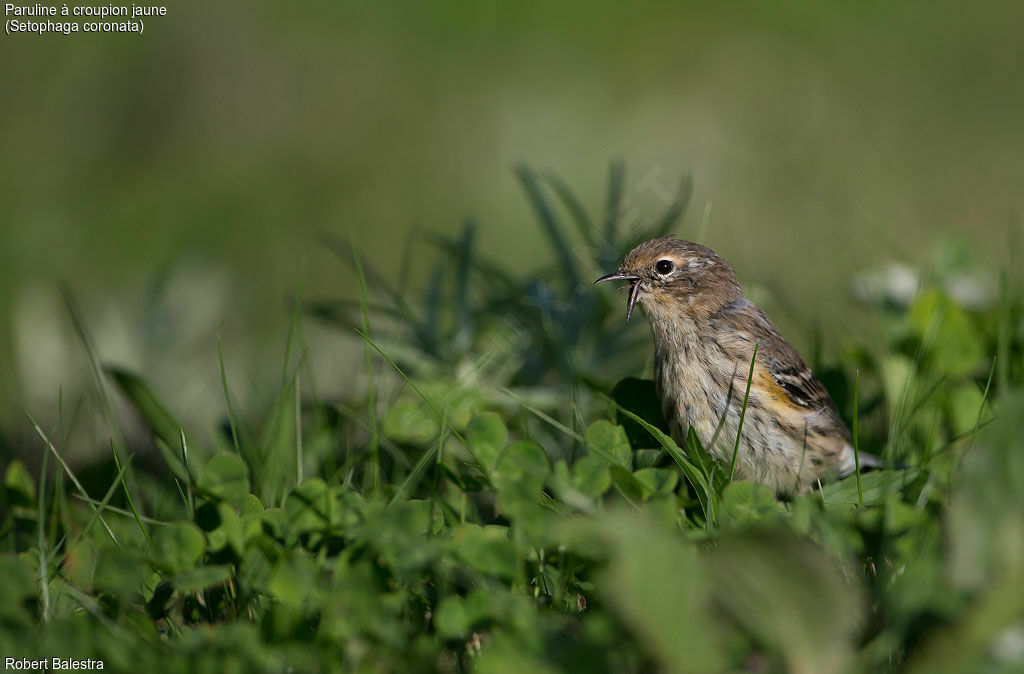 Myrtle Warbler