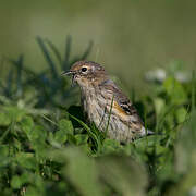 Myrtle Warbler