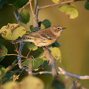 Myrtle Warbler