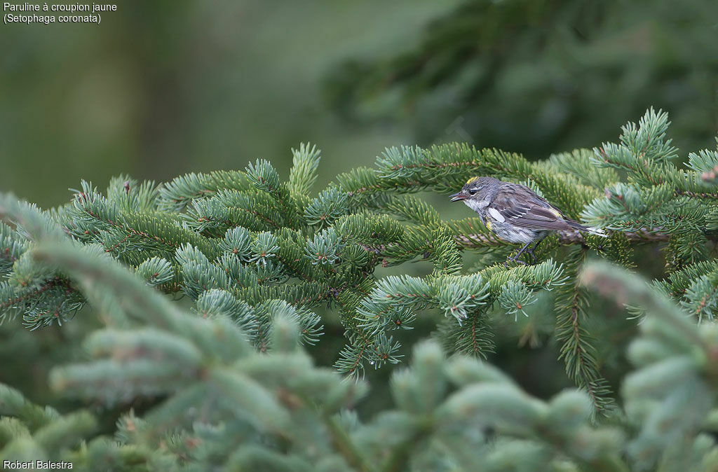 Myrtle Warbler